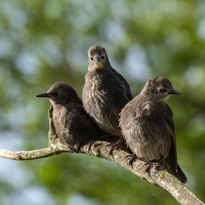 Redwell   27 05 2020   D500   Les 212.jpg